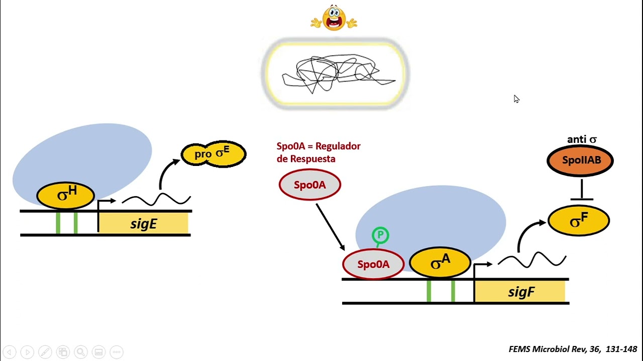 Esporulación en Bacillus subtilis - Parte 2