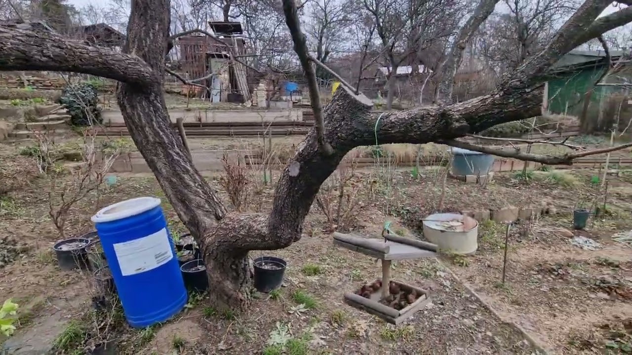 Lišejník a mech na stromech a keřích