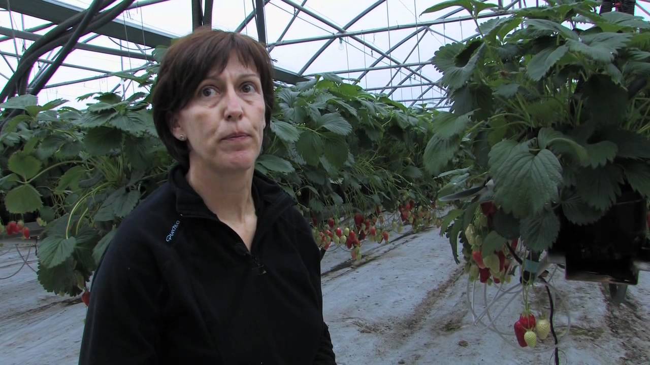 Corinne et Jean Marc Pra, producteurs de fraises Rougeline