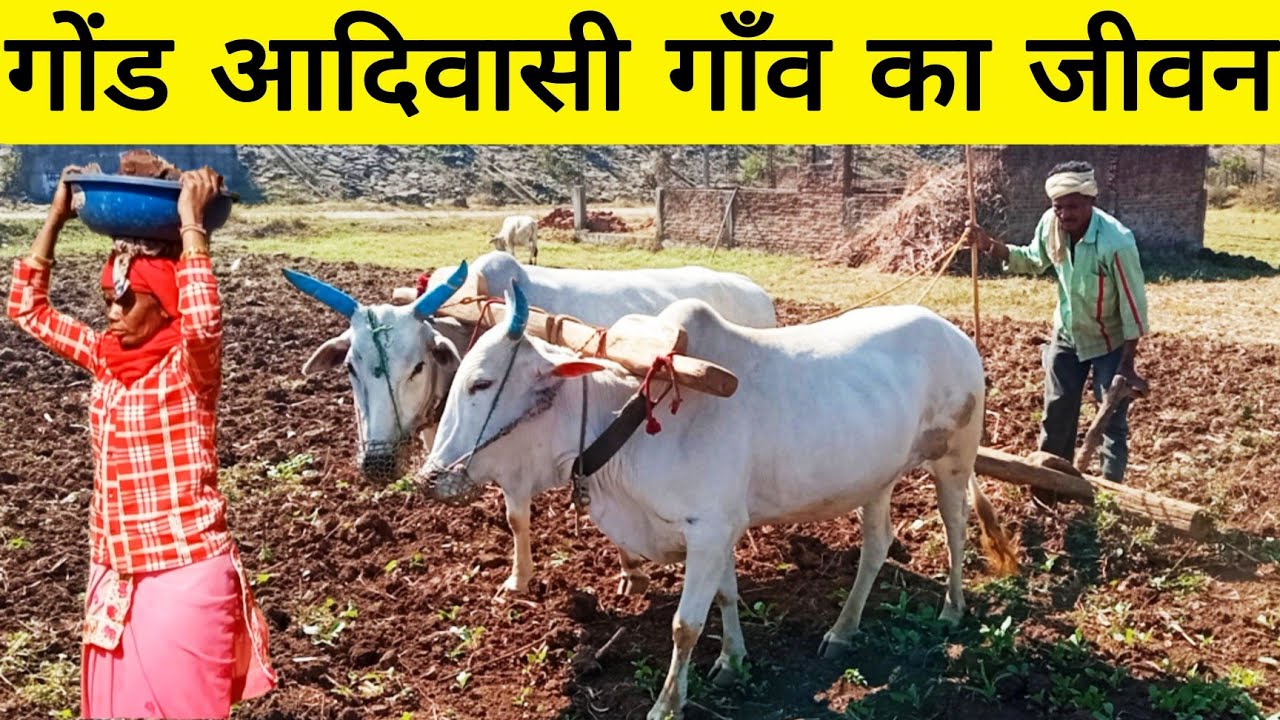 tribal village life in baitul MP/  बैतूल के गोंड आदिवासी गाँव का जीवन