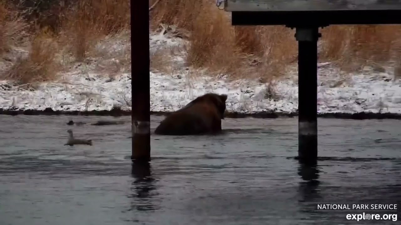 164 Bucky Goes on a Fish Catching Spree (explore.org KRV cam) 10.23.25