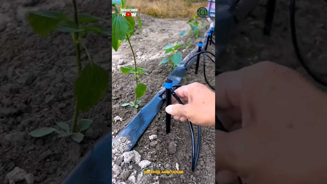Say Goodbye to Water Waste: Introducing the New Drip Irrigation