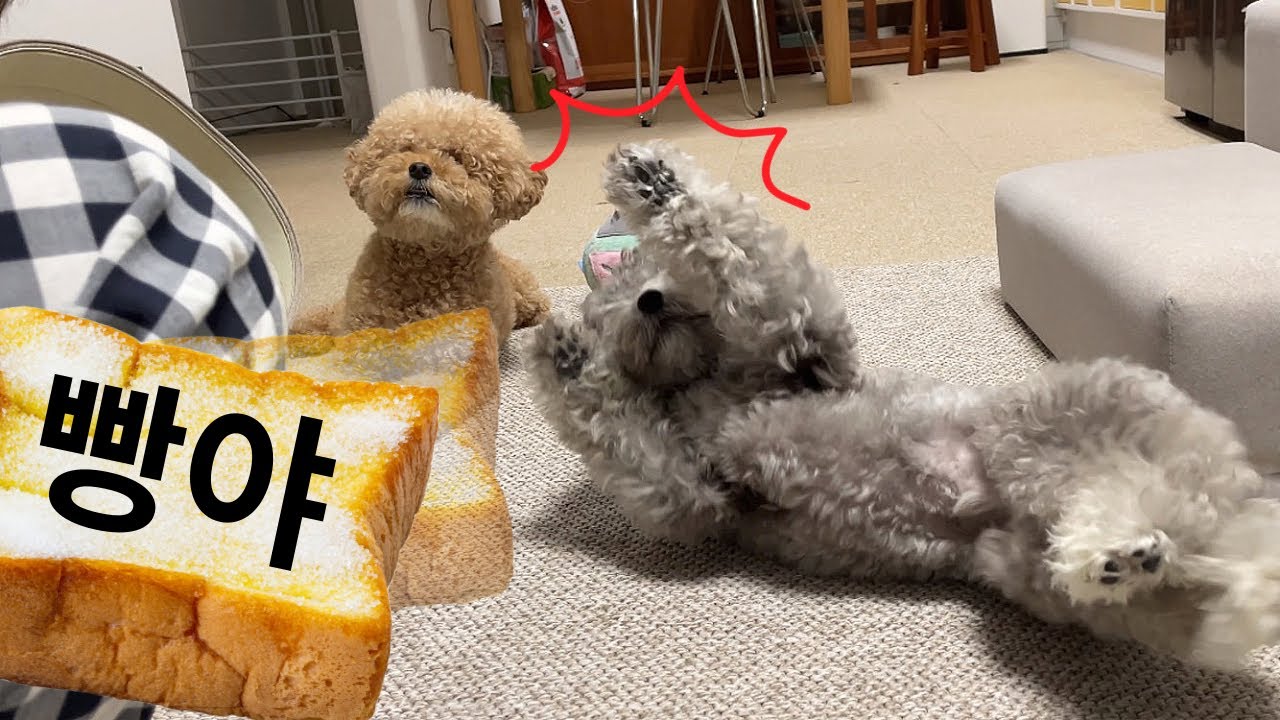 강아지에게 두 달간 빵야만 가르쳤을 때 ㅋㅋㅋ