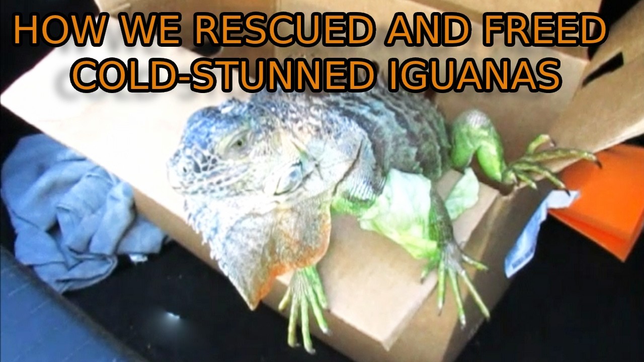 How We Rescued and Freed Cold-Stunned Non-Invasive Iguanas 🦎 ❤️