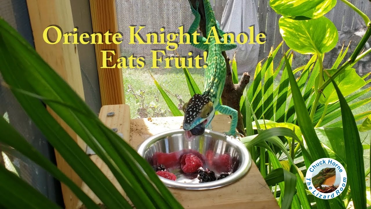 Awesome Knight Anole Eats Fruit!