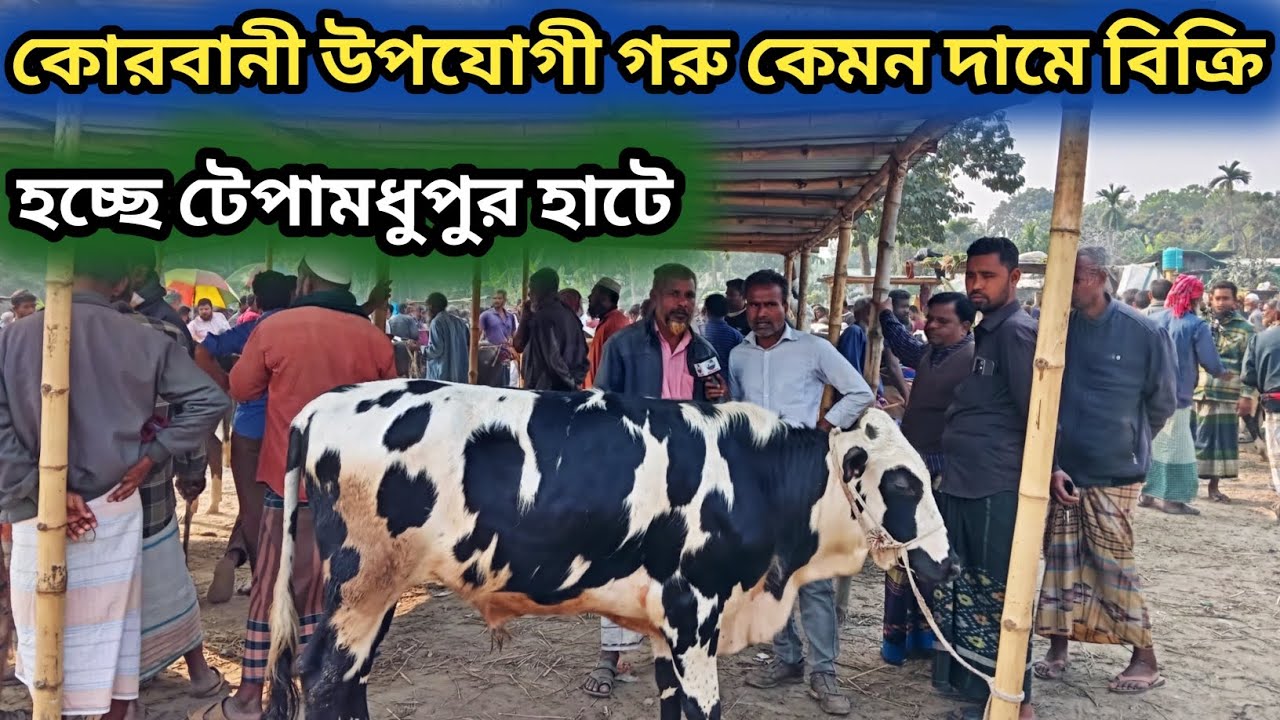 ৮ফেব্রুয়ারি ২০২৬| ফ্রিজিয়ান ক্রস খামার উপযোগী গরু