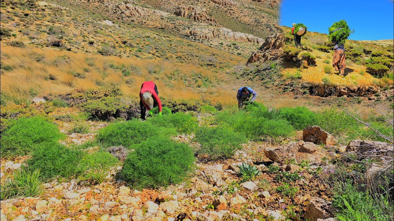 Nomadic life in Iran⛺️: Cutting grass in the mountains and nomadic problems🏔🐐