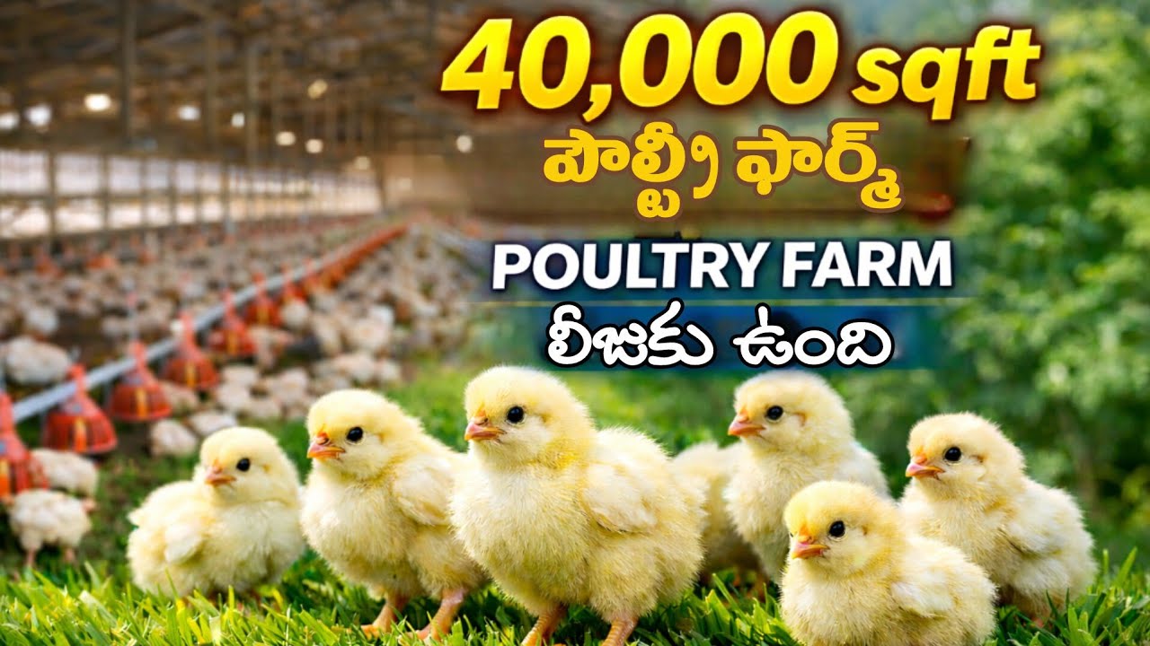 40,000 sqft పౌల్ట్రీ ఫార్మ్ లీజుకు ఉంది తీసుకుంటారా! 