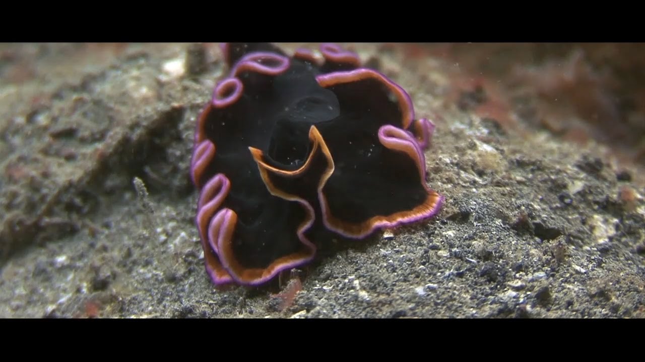 EPICENTER - The Wonders of Lembeh Strait