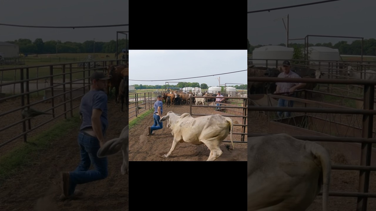 Another Close Call With a Brahma #cattle #ranching #farmlife