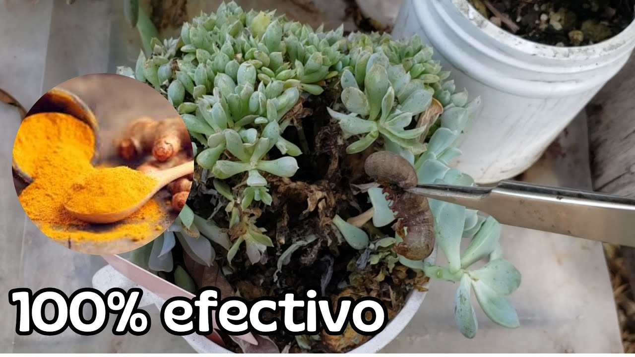 Elimina los GUSANOS con este insecticida 100% efectivo