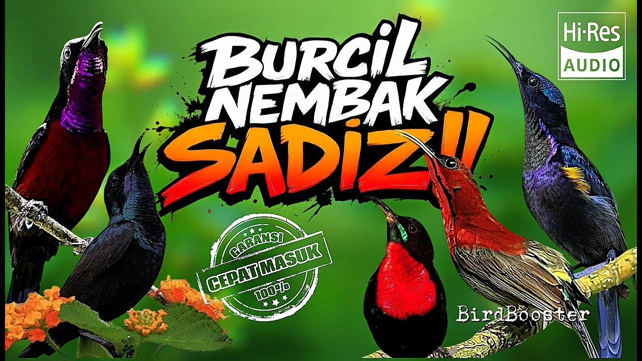 INI WAJIB!! 24 JAM MASTERAN BURCIL TEMBAKAN TAJAM AUTO JUARA!!