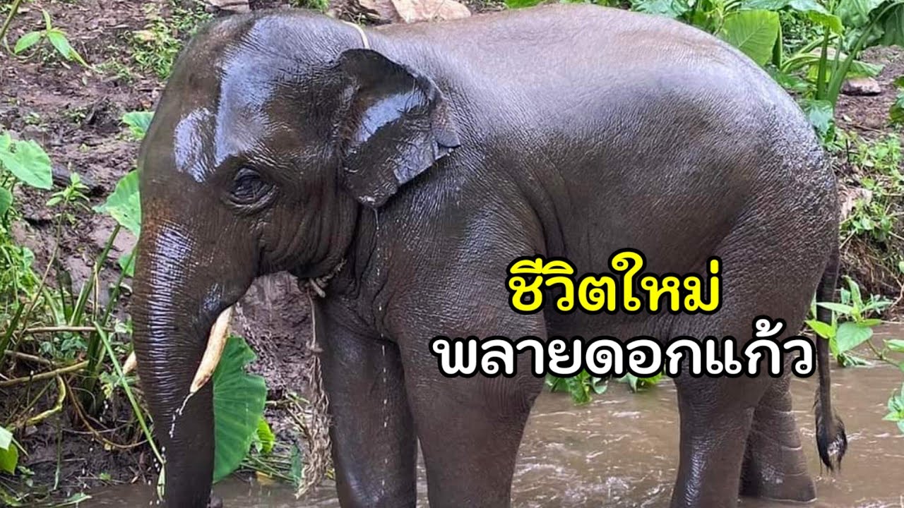 พลายดอกแก้ว อาบน้ำ พักผ่อน ท่ามกลางธรรมชาติ