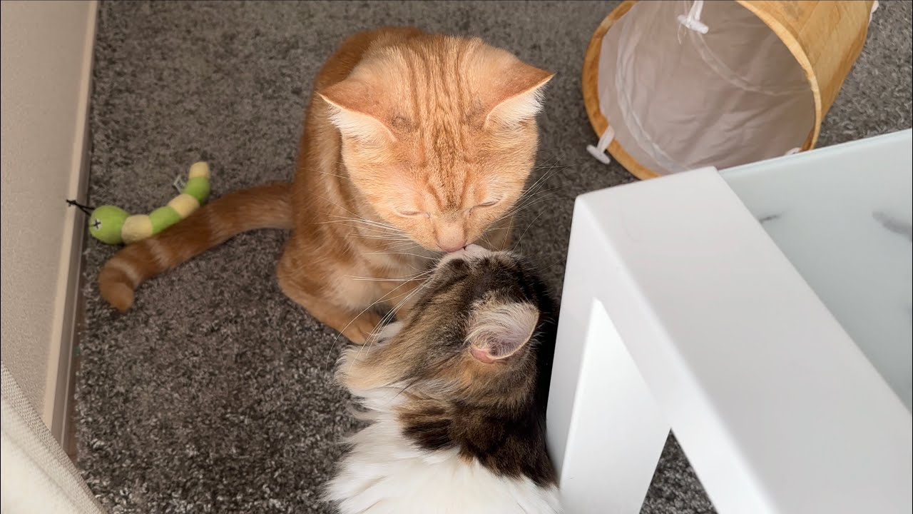 飼い猫同士がキスしてましたw