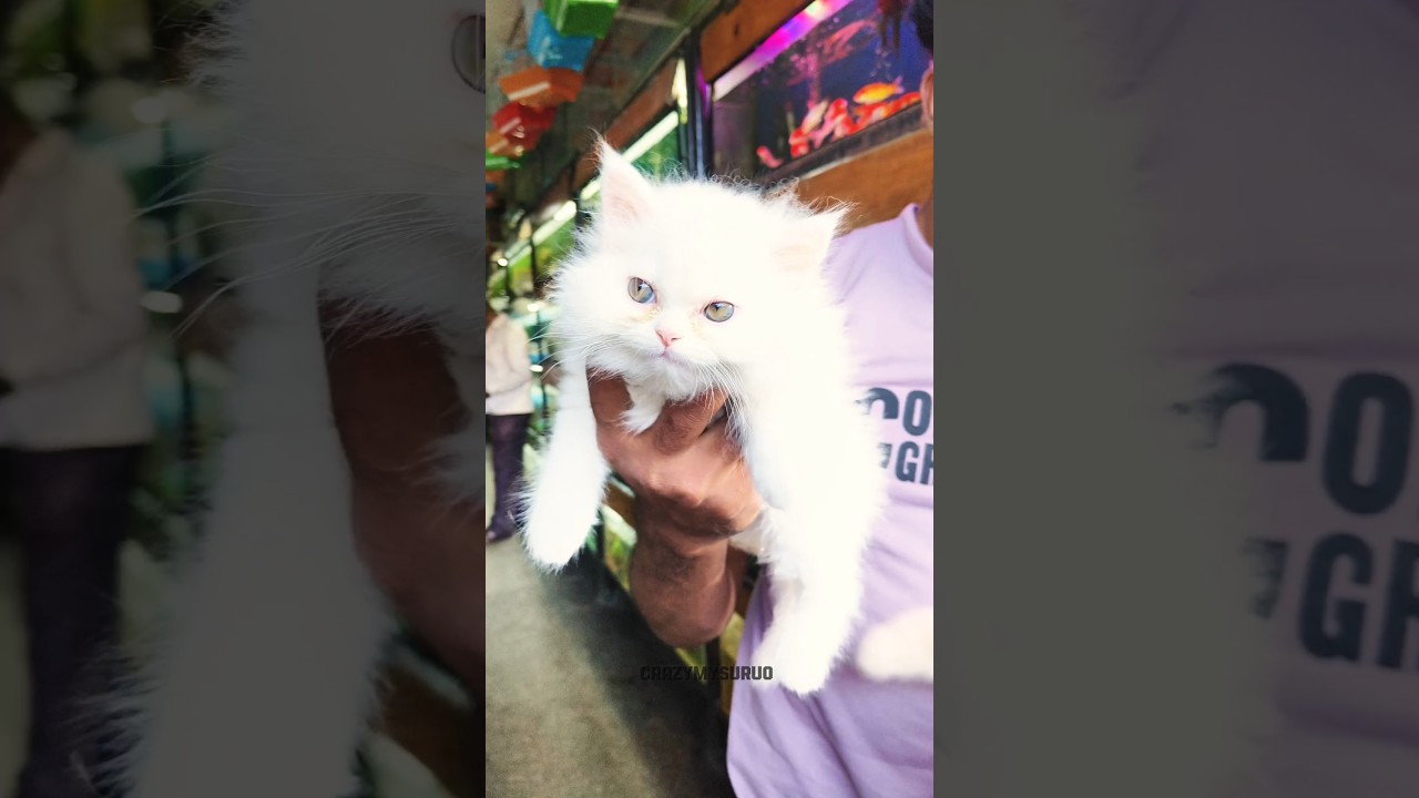 Best quality fish and Persian cats.