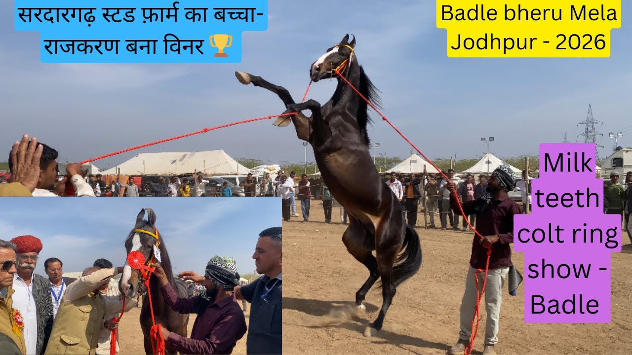 सरदारगढ़ स्टड फ़ार्म का बच्चा- राजकरण बना विनर 🥇- बडली भेरू पशु प्रतियोगिता जोधपुर। #views #horse 