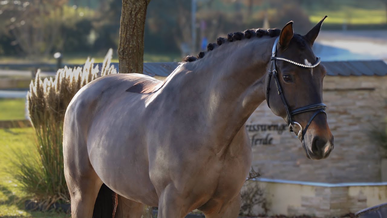 *2013 mare, Dressurstute / Dressage / Jumping - Allrounder SOLD