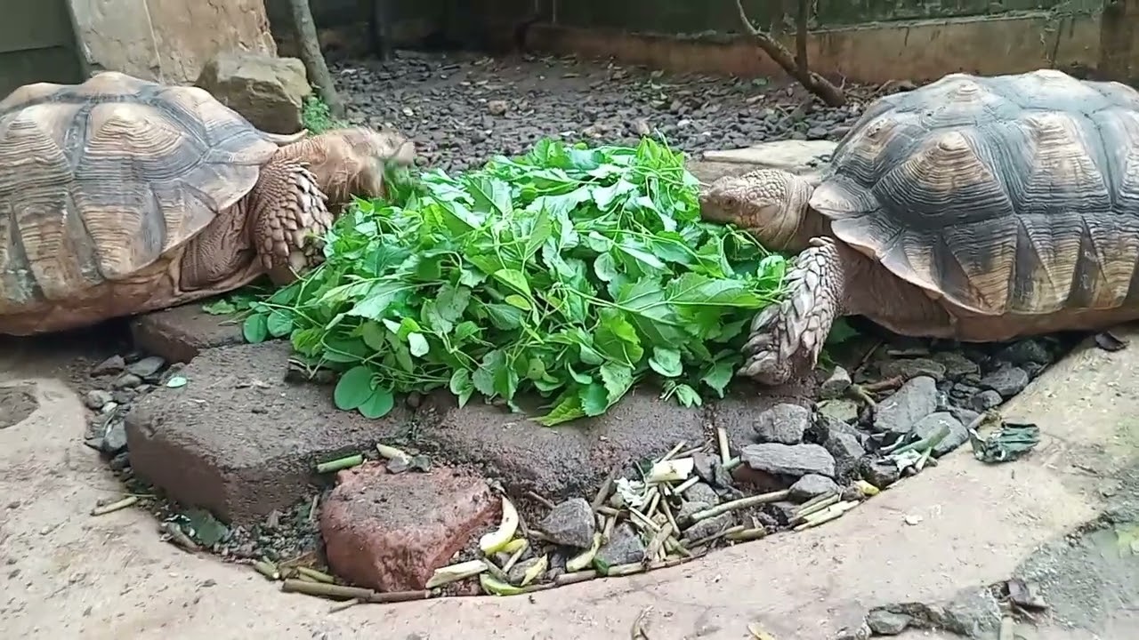 Ayooo pada makan sulcata yang lucu bejo & sumo #sulcata #turtle #turtles #kurakura #reptiles #kura 