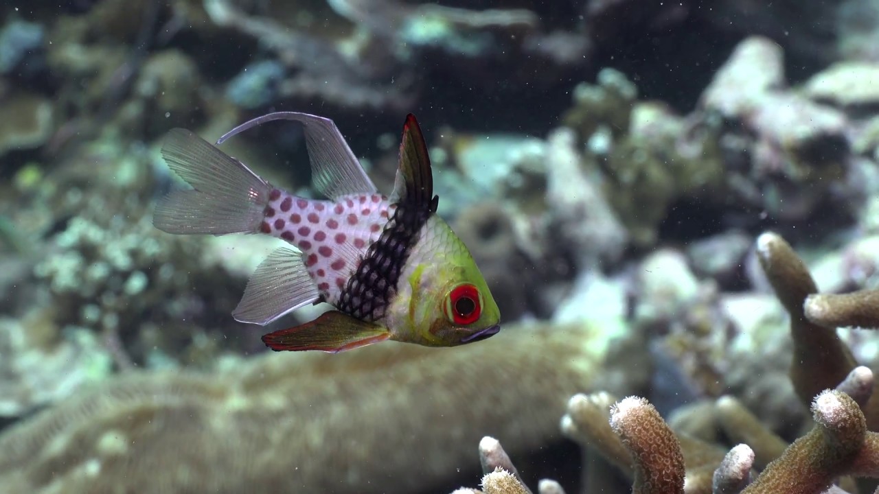 4K Palau Rock Island, Pajama Cardinalfish