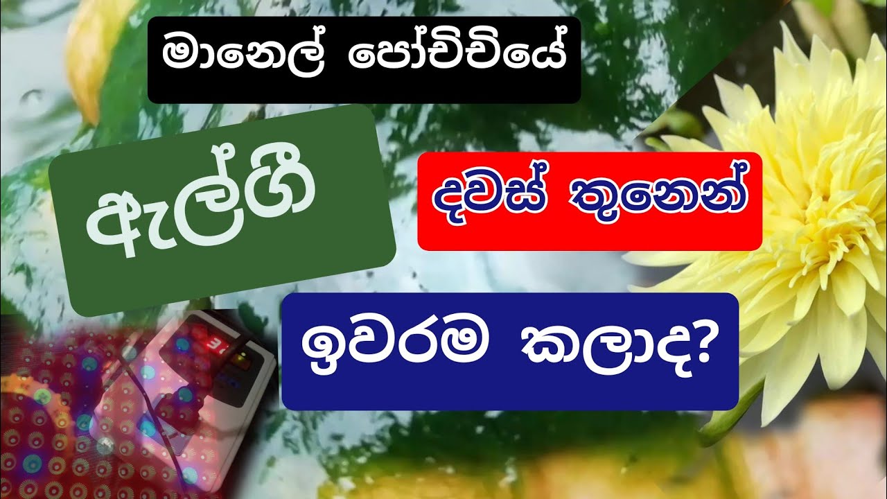 ✔How to get rid of algae in waterlily pots in sinhala|මානෙල් පෝච්චියේ ඇල්ගී පාලනය කරන ආකාරය | manel