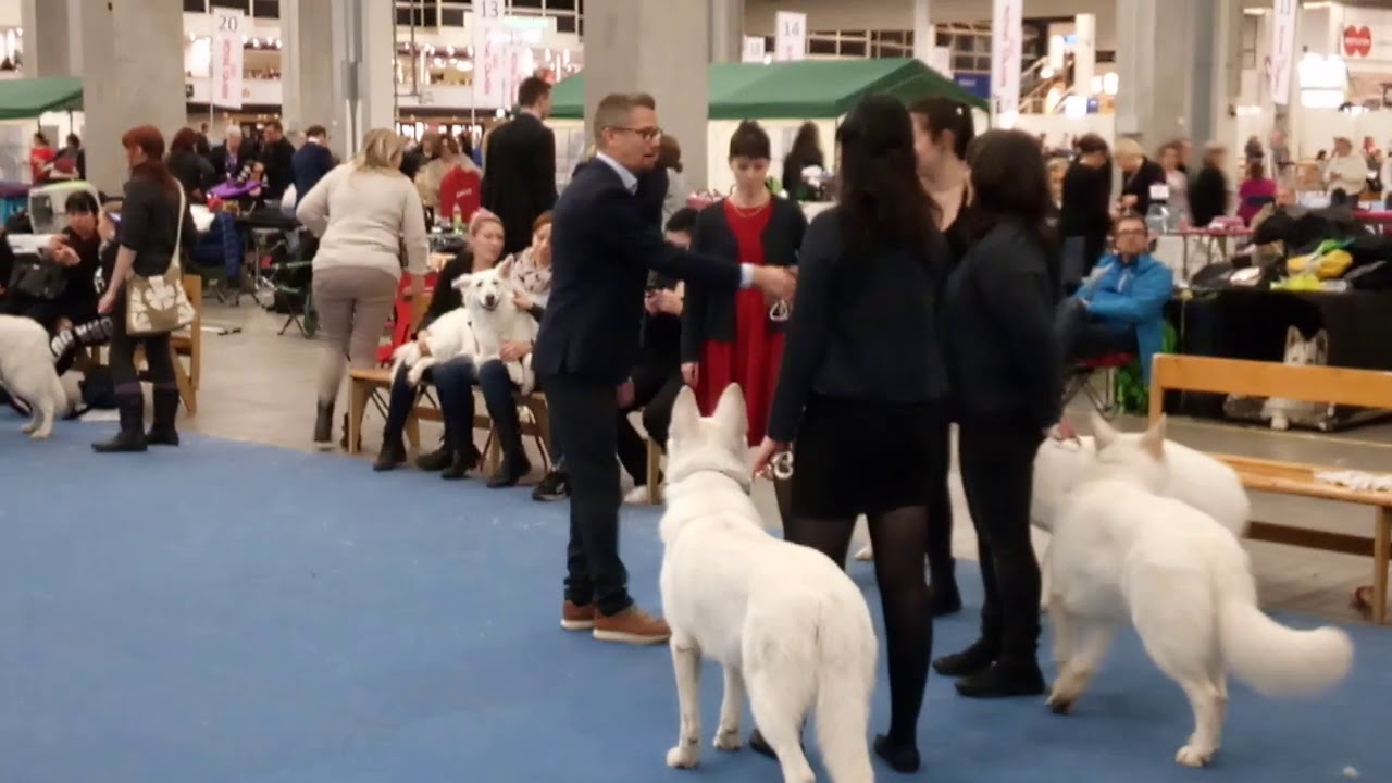 Pohjoismaiden Voittaja 2017 Valkoinenpaimenkoira Paras Kasvattajaryhm&auml;