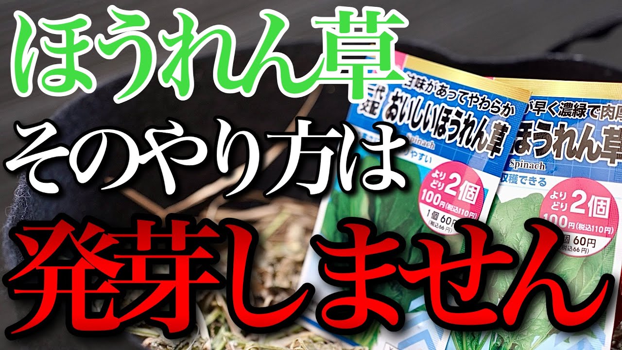 【ほうれん草】発芽率はコレをするだけで全然違います