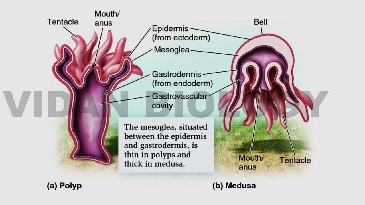 Polymorphism in coelenterates