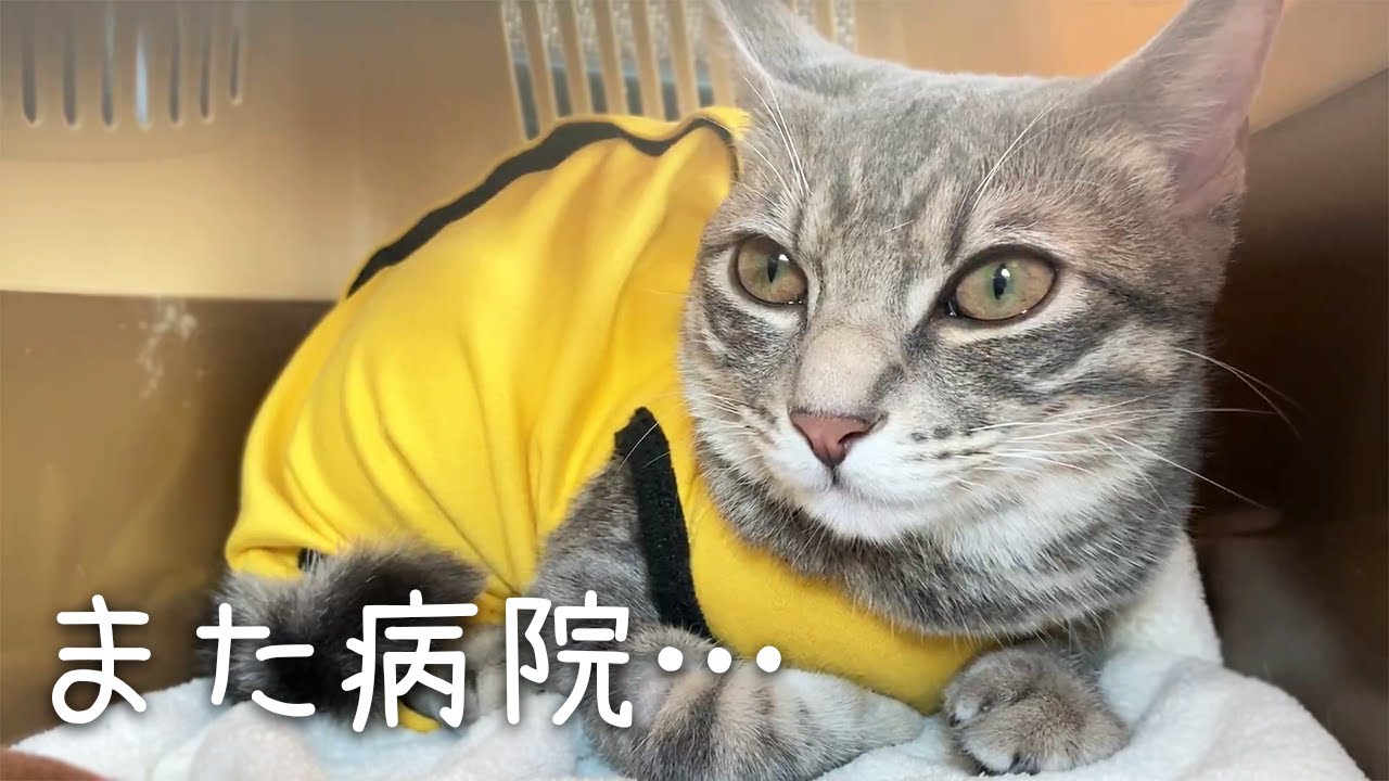 避妊手術で自由と元気を失った猫、回復までの道のり／避妊手術の記録３／Cats that have lost their freedom and energy are recovering
