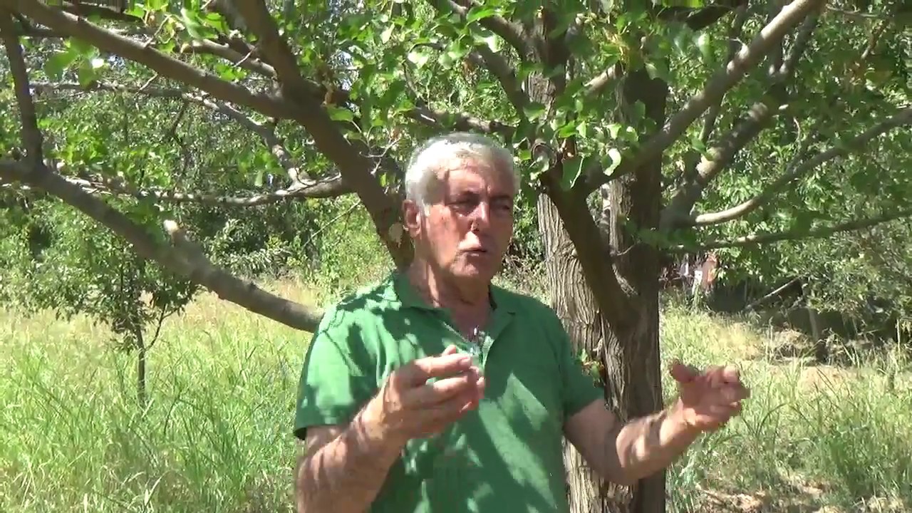 Malatya Yeşilyurt - Kayısı Ağacı Kuruması  - Dut Ağacı Kuruması ve Tedavisi