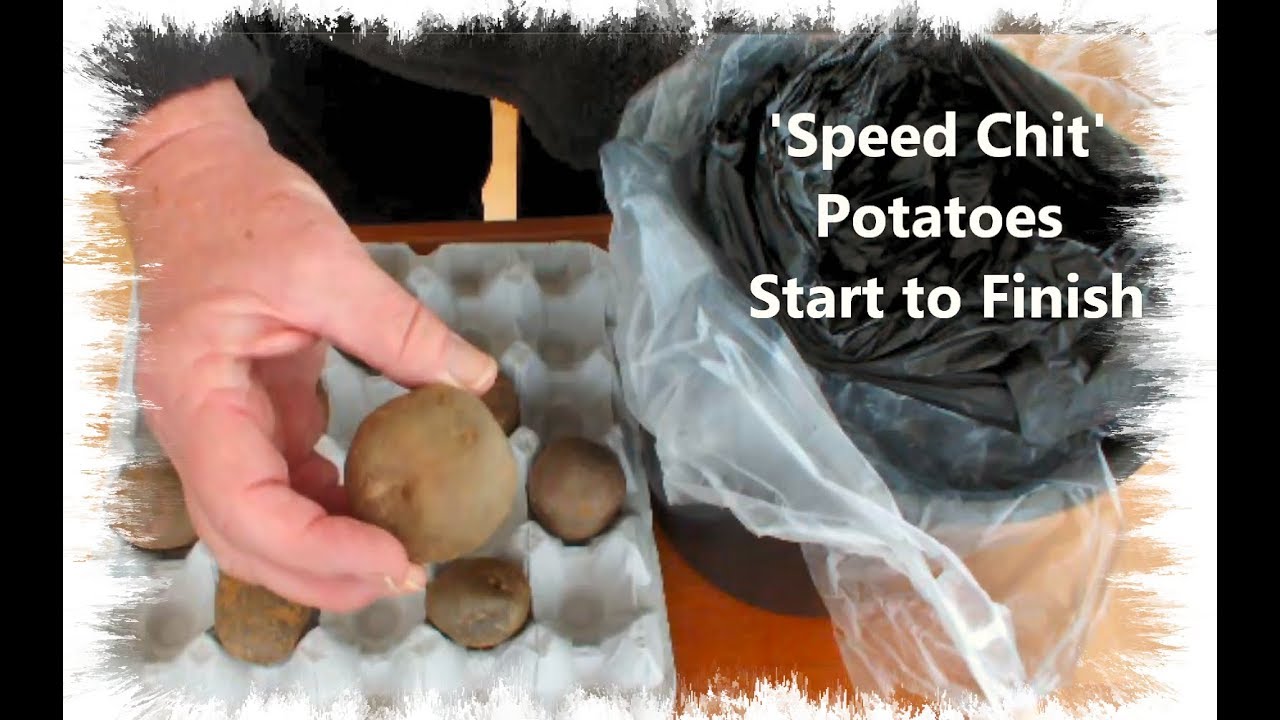 Grow Potatoes 'Speed Chit' Potatoes Start to Finish