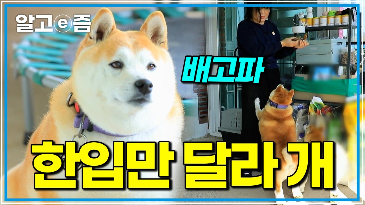 독사 습격 그 후, 산책도 버거워진 땅콩이를 위한 설쌤의 특급 솔루션!｜세상에 나쁜 개는 없다｜알고e즘