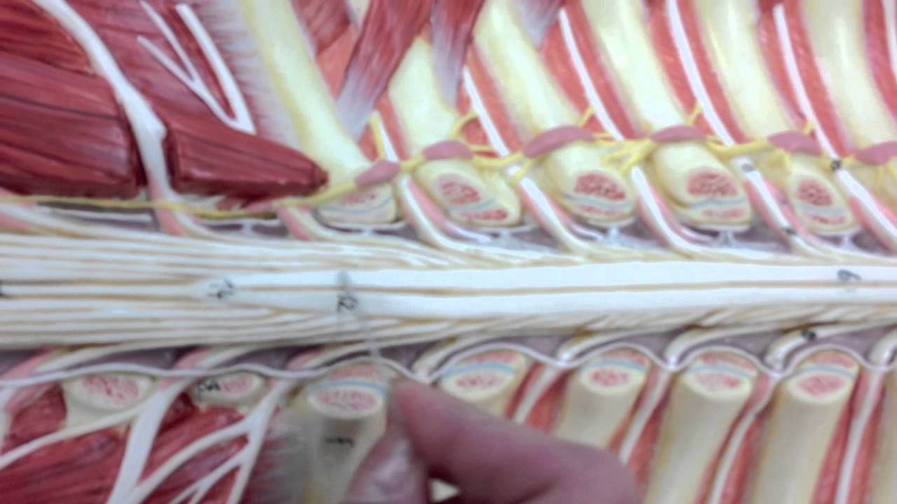 Spinal Cord and Nerves Model Anatomy