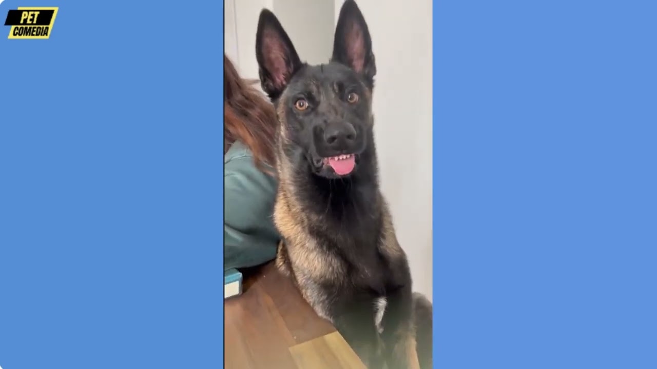 Hilarious Funny Dog Compilation| Cutest and Funniest Dogs Ever! Compilation #117 | Pet Comedia