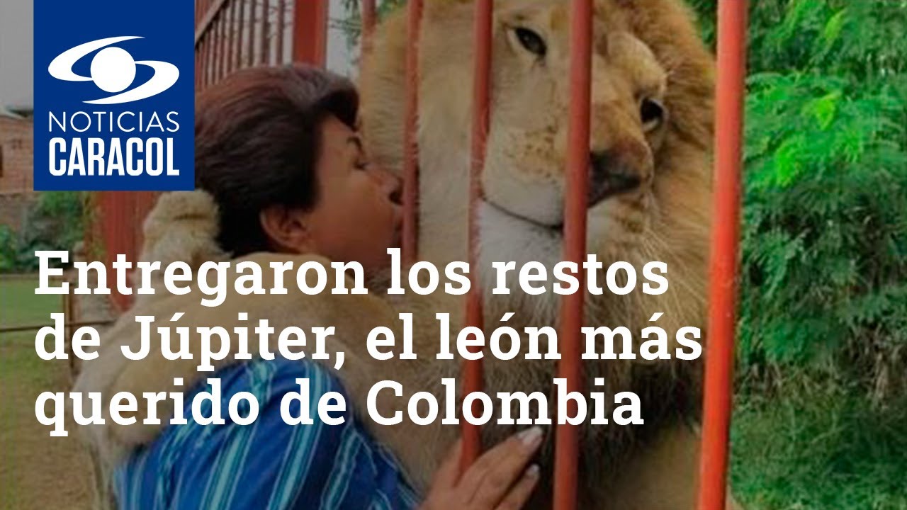 En Cali entregaron los restos de Júpiter, el león más querido de Colombia