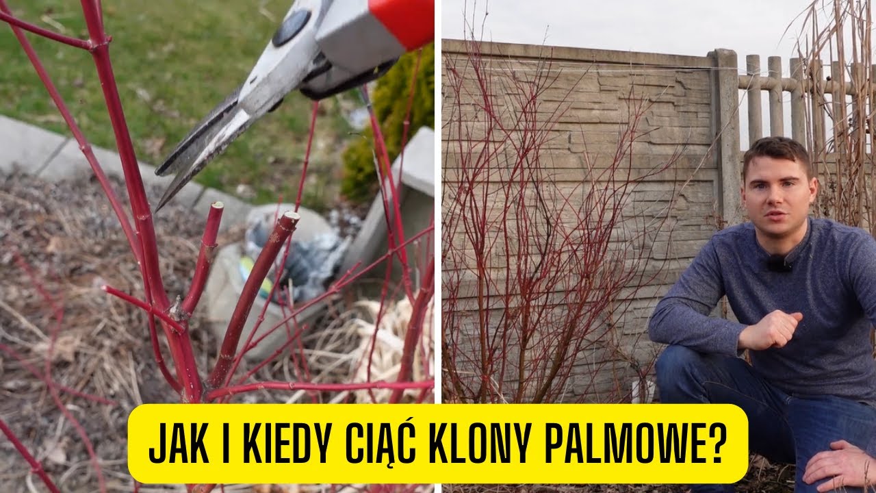 Jak i kiedy ciąć klony palmowe? Pielęgnacja klonu palmowego po zimie