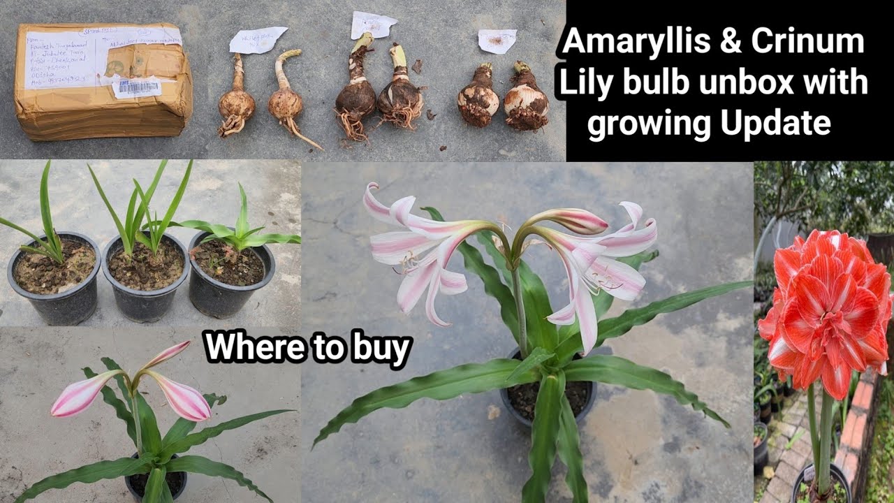 Amaryllis & Crinum Lily bulb unbox with growing Update/Where to buy Amayllis lily