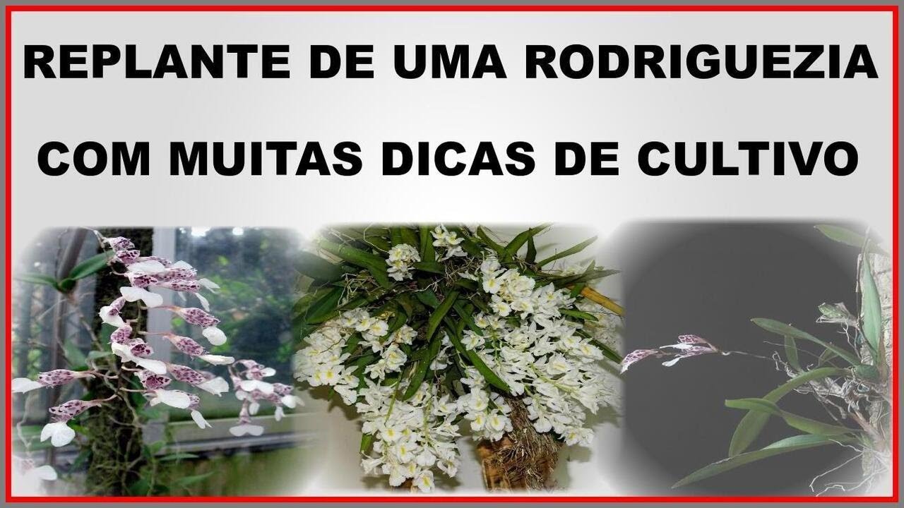 REPLANTANDO RODRIGUEZIA DECORA E DANDO DICAS DE CULTIVO