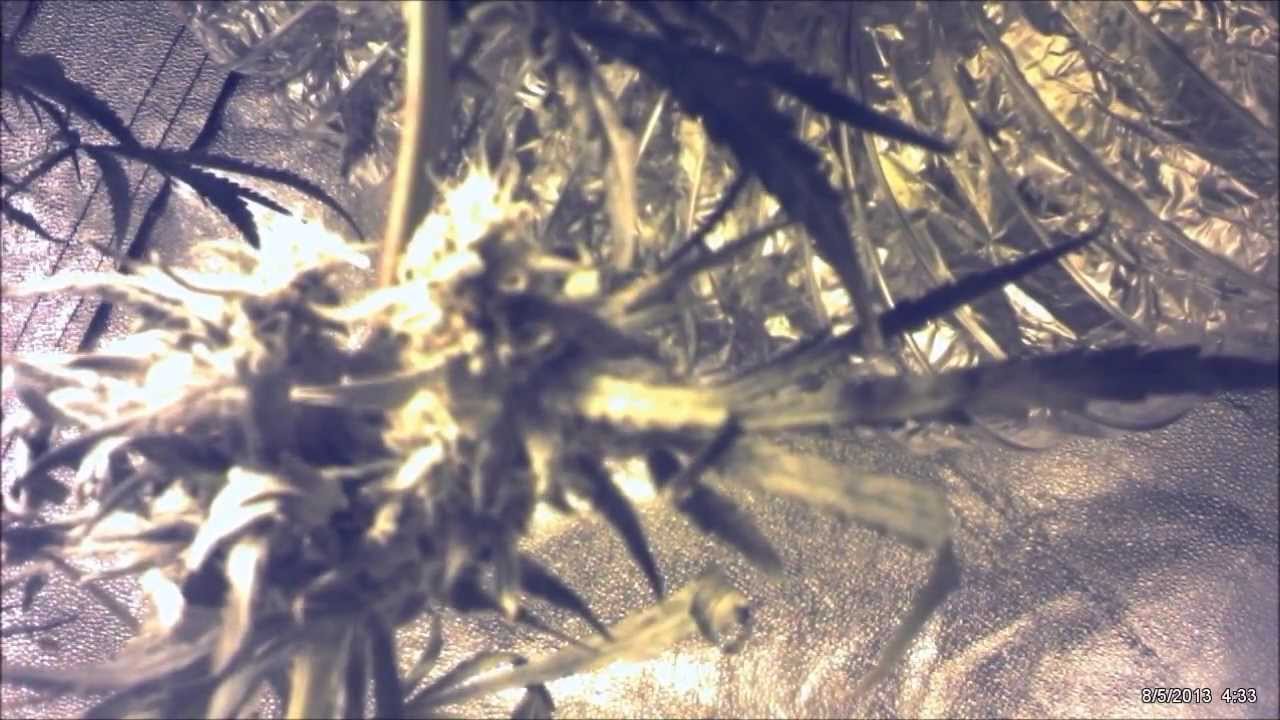 Critical Sensi Star timelapse
