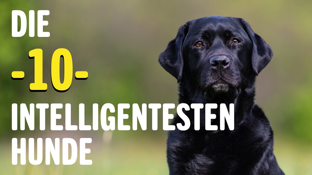 Die 10 INTELLIGENTESTEN Hunde - Welches ist der kl&uuml;gste Hund? | Tierwelt