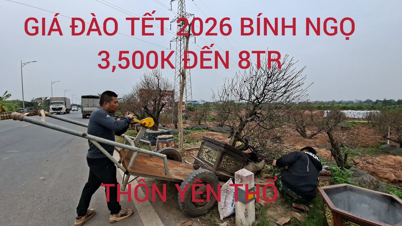 GIÁ ĐÀO CHƠI TẾT 2026 GIÁ 3,500K ĐẾN 8TR TẠI  YÊN THỔ NGƯỜI PHÚ ĐA THUÊ ĐẤT 