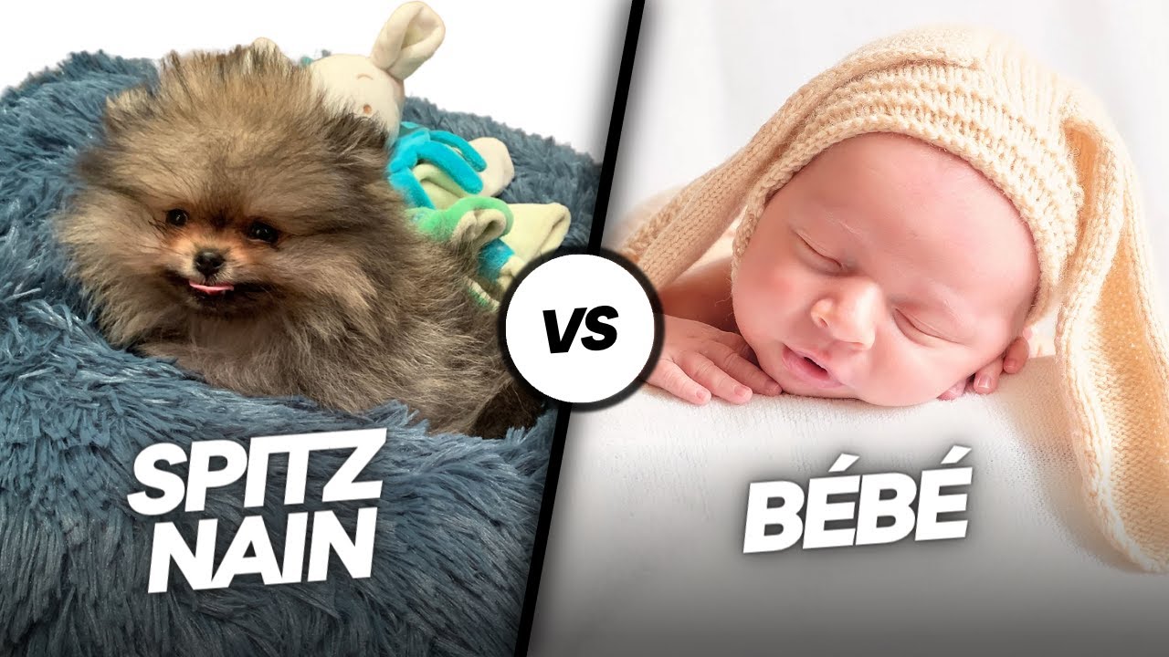 🐶 Spitz Nain VS Bébé 🐾 : ✦ 100% 