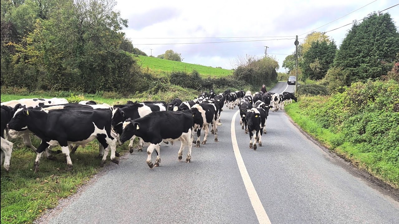 day 53 feeding cattle doseing calves