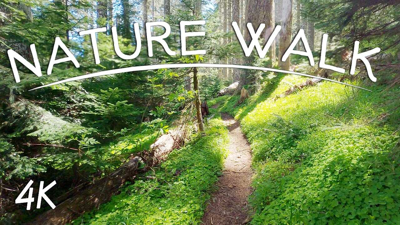 Beautiful Mountain Woodland & Wildflower Nature Walk 🌲 4K Virtual Hike | Mary's Peak Oregon