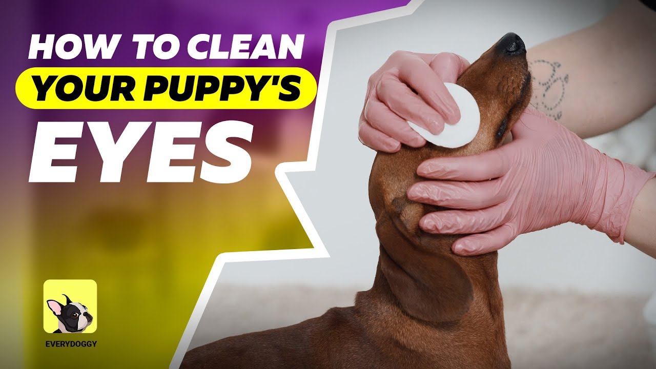 How to clean your puppy&rsquo;s eyes | Dog grooming | EveryDoggy