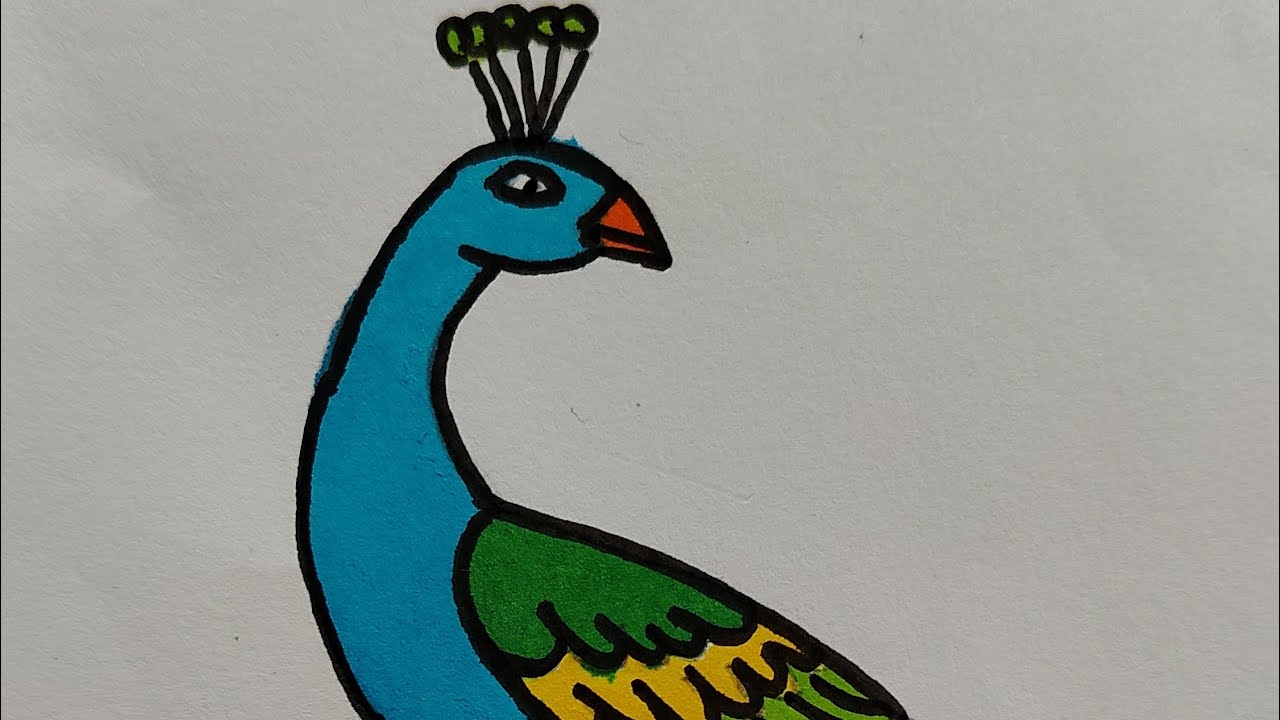 Peacock 🦚 