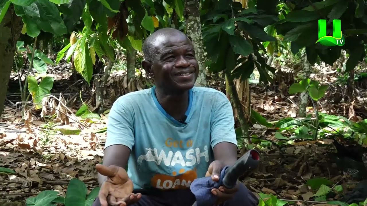 AYEKOO:   COCOA REHABILITATION - THE SUCCESSFUL STORY SO FAR