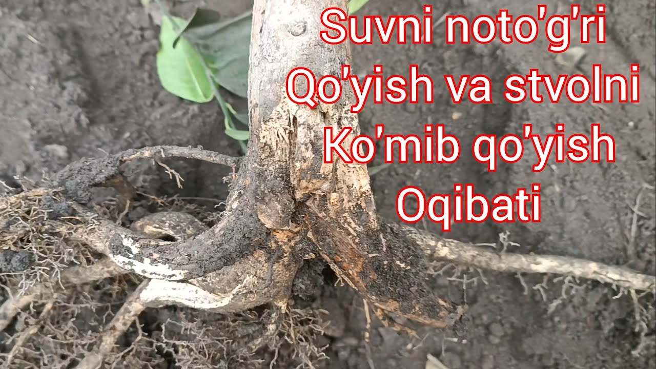 ОХИРИГАЧА КУРИНГ. СУВНИ НОТУГРИ КУЙИШ НИМАЛАРГА ОЛИБ КЕЛАДИ. SUVNI NOTO'G'RI QO'YISH OQIBATI...