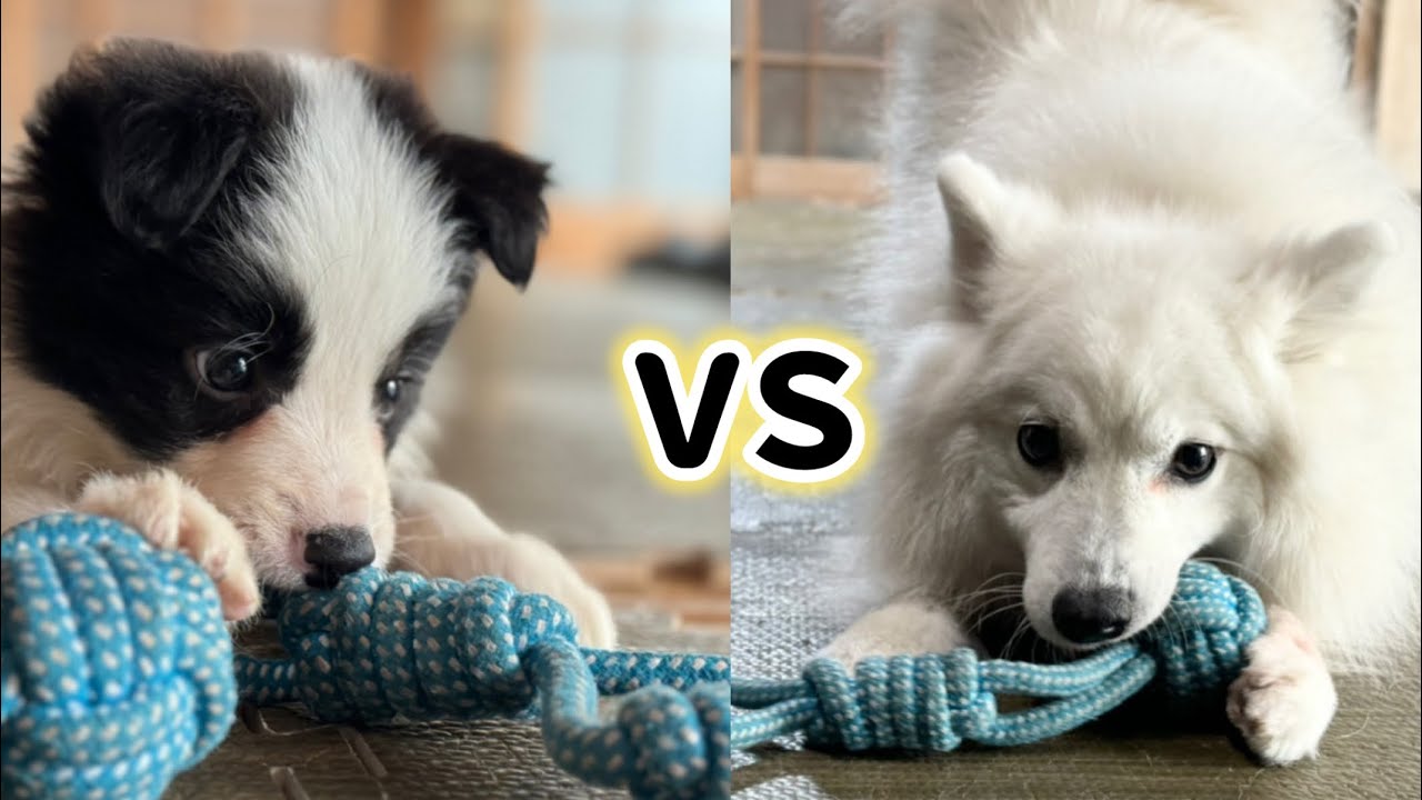 【仔犬と先住犬】オモチャ争奪戦が起こったら勝つのはどっち？