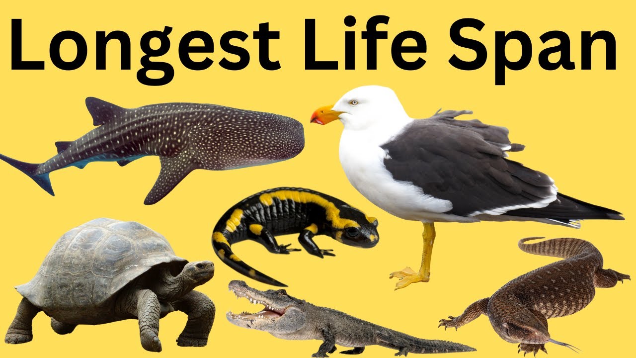 Longest Life Spans of Animals | Top 50 Longest Living Animals |