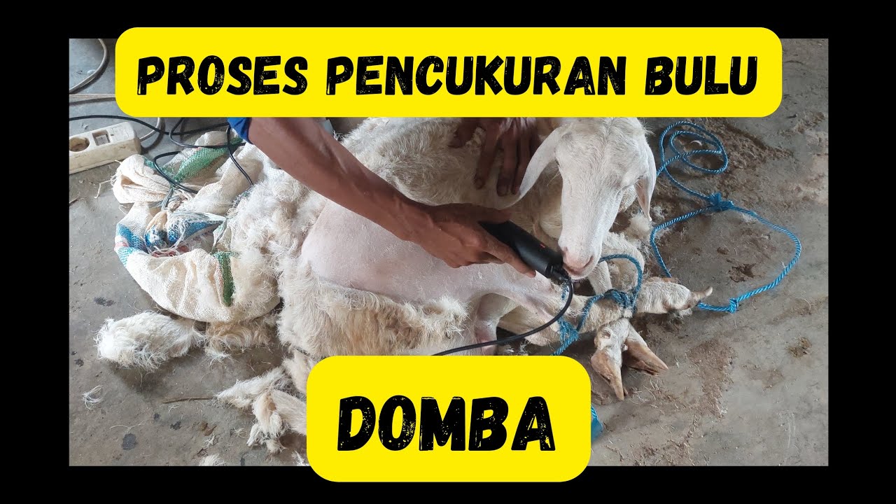 PROSES CUKUR BULU DOMBA || IRVAN KAMIL FARM #domba #kambing #ternakdomba #ternak #dombagibas